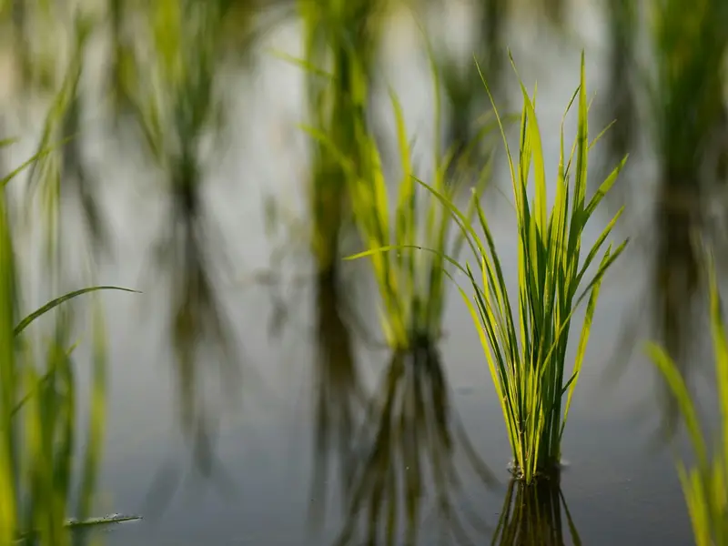 Çiftçiler Pirinç Fabrikası